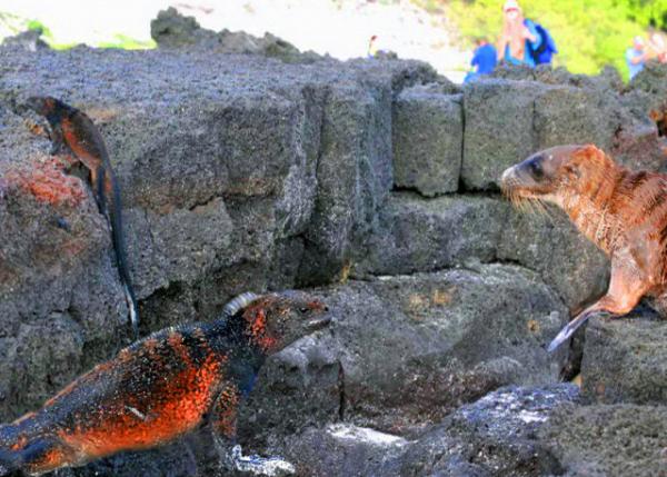 04-05-13_ Marine Iguana & Sea Lion �������뺣ʨ0001.JPG
