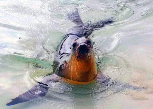 04-05-13_ Fur Seal, the Only Non-Migratory Species in Otariidae0001.JPG