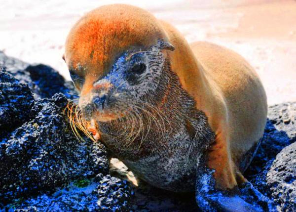 04-05-13_ Baby Sea Lion_Home Alone-20001.JPG