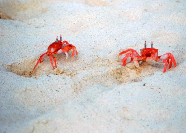 04-05-13_ Ghost Crab, the Painted Ghost Crab, or Cart Driver Crab-40001.JPG