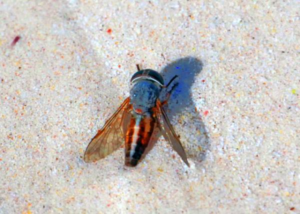 04-05-13_ Only Female Horsefly Bites Land Vertebrates, Including Humans, to Obtain Bloood001.JPG