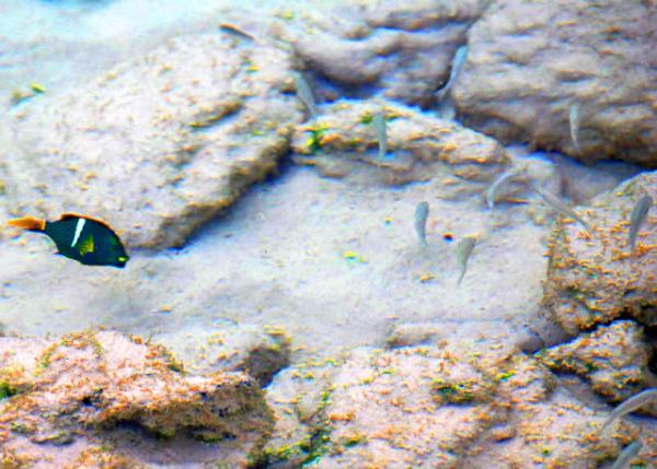 04-05-13_ King Angelfish ȸ��̵���0001.JPG