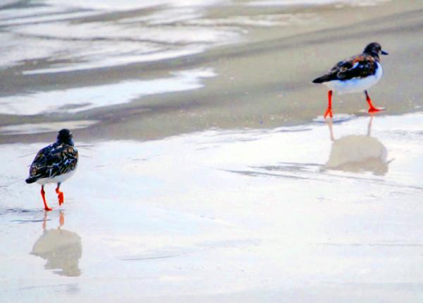 04-05-13_ American Avocet ���޷�����0001.JPG