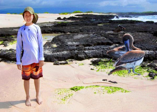 04-05-13_ Brown Pelican-10001.jpg