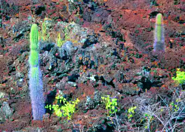 04-05-13_ Opuntia ������0001.JPG