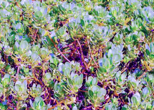 04-05-13_ Purslane ������-0001.JPG