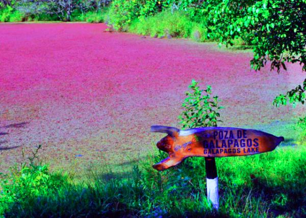 04-06-13_ Red-Green Micro Ferns Growing on the Pond-20001.JPG