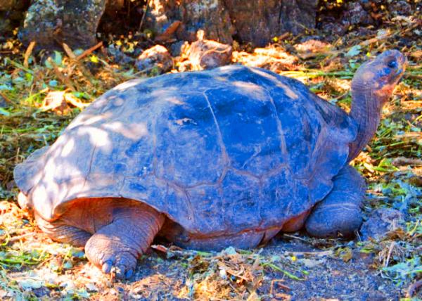 04-06-13_ Giant Tortoise ���-50001.JPG
