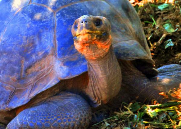 04-06-13_ Giant Tortoise-80001.JPG