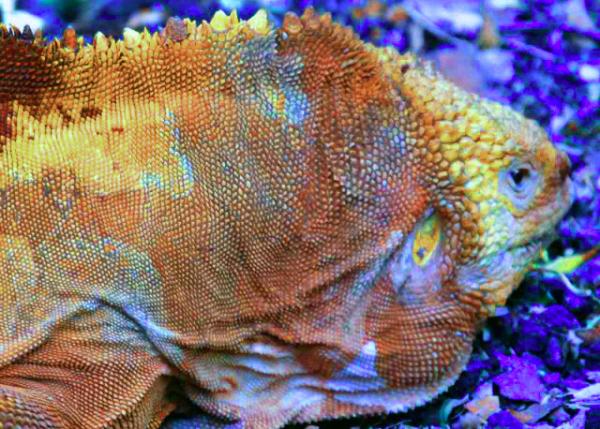 04-06-13_ Land Iguana ½����-20001.JPG