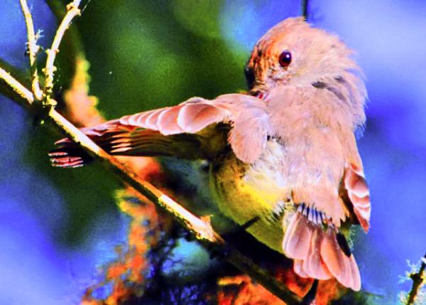 04-06-13_ Bird_Yellow Warbler ��ݺ-30001.JPG