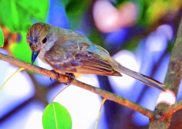 04-06-13_ Bird_Gal��pagos Flycatcher-40001.JPG