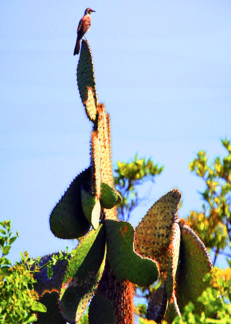 04-06-13_ Mockingbird ֪����-40001.JPG
