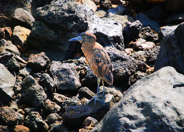 04-06-13_ Lava Heron ���Ҳ���-20001.jpg