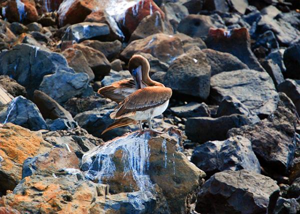 04-07-13_ Gal��pagos Brown Pelican.jpg