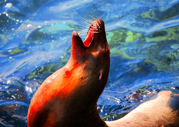 04-07-13_ Gal��pagos Sea Lions, Females Exclusively Nurse Their Own Pups.jpg