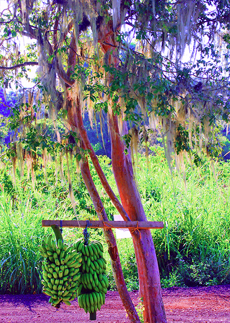 04-06-13_ Bananas under Spanish Moss-20001.JPG
