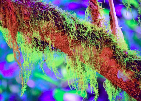 04-06-13_ Spanish Moss-50001.JPG