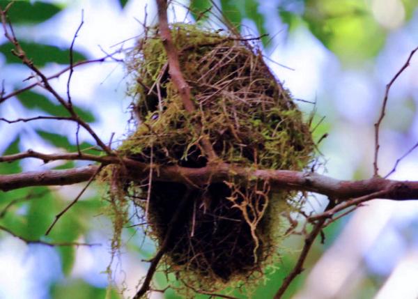 04-06-13_ Spanish Moss Nest ������̦޺����0001.JPG