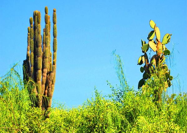 04-06-13_ Giant Saguaro-30001.JPG