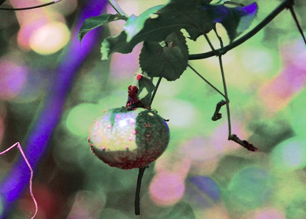 04-06-13_ Poison Apple Tree ��ƻ����0001.JPG