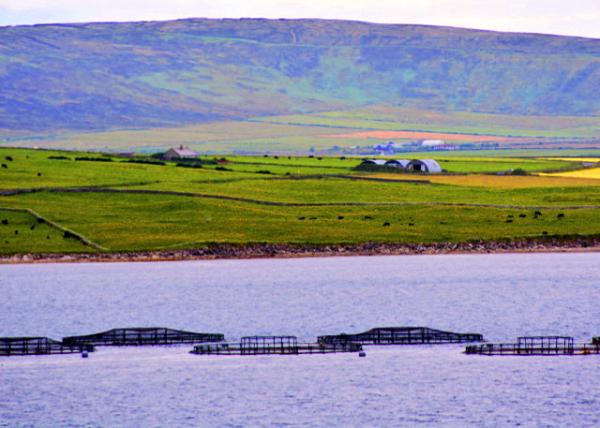 2016-07-14_Kirkwall_Fish Farm �泡-10001.JPG