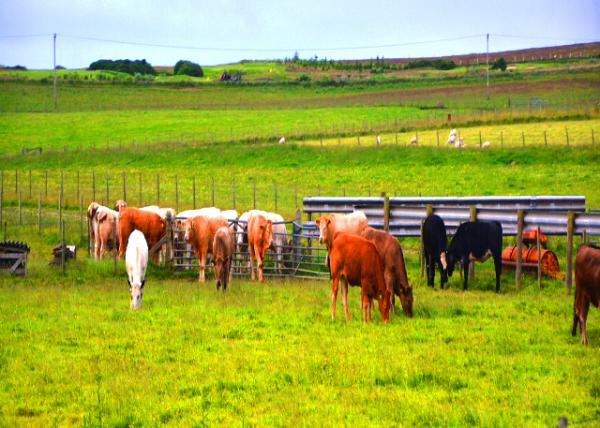 2016-07-14_Animal_More than 90% of Agricultural Land Used for Sheep & Cattle ����90����ũ�������������ţ����ҵ-20001.JPG