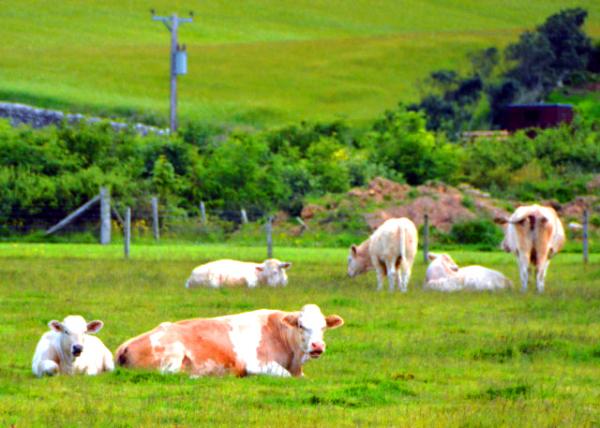 2016-07-14_Animal_Charolais Cattle ������ţ-10001.JPG