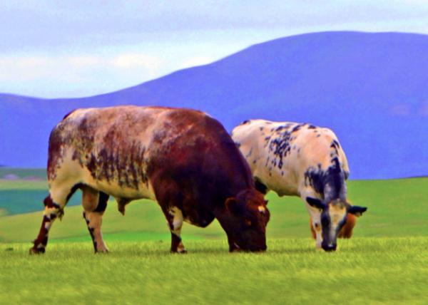 2016-07-14_Animal_Beef Shorthorn ���ö̽�ţ-40001.JPG