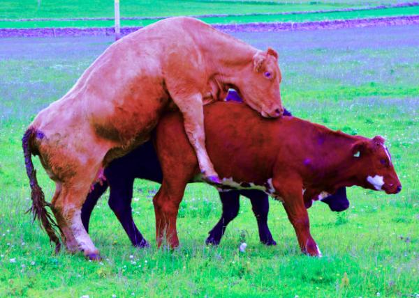 2016-07-14_Animal_Limousin Cattle & Hereford Cattle ��ľ��ţ�뺣����ţ0001.JPG