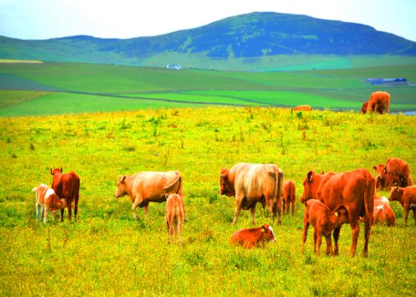 2016-07-14_Animal_Suckler Cow-30001.JPG
