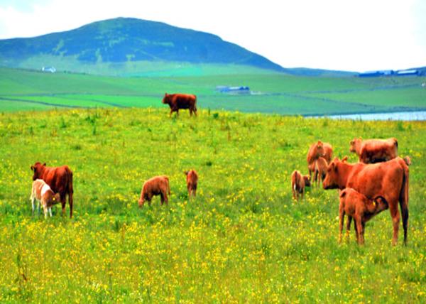 2016-07-14_Animal_Suckler Cow-40001.JPG