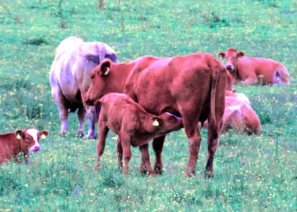 2016-07-14_Animal_Suckler Cow-10001.JPG