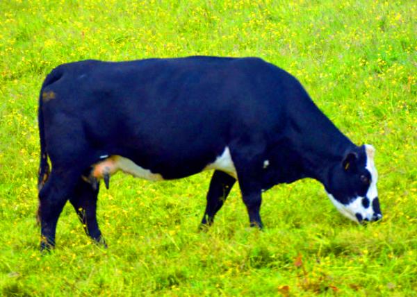 2016-07-14_Animal_Friesian Cow �ڰ׻�ţ0001.JPG