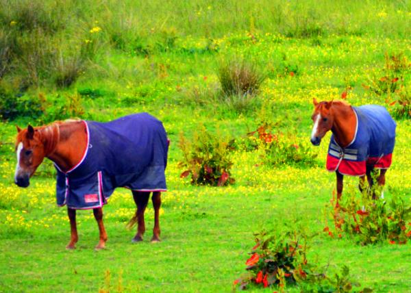 2016-07-14_Animal_Carriage Horses ����-20001.JPG