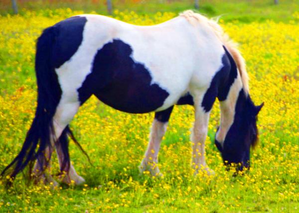 2016-07-14_Animal_Friesian Stallion �ڰ׻���0001 .JPG