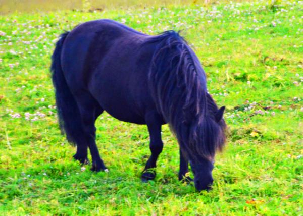 2016-07-14_Animal_Shetland Horse �����С��0001.JPG