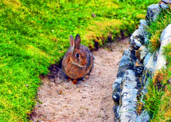 2016-07-14_Animal_Rabbit0001.JPG