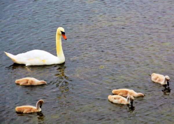 2016-07-14_Animal_Swans-20001.JPG