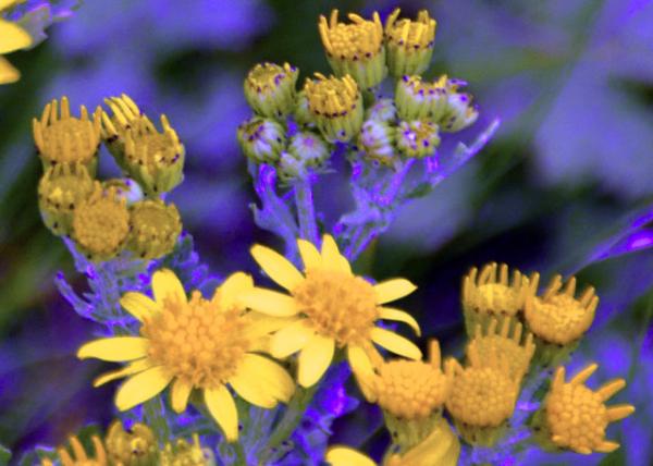 2016-07-14_Flowers_Common Ragwort ��ǧ���-10001.JPG
