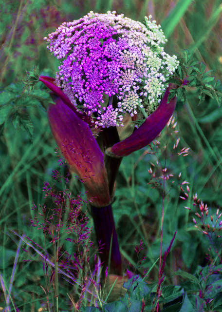 2016-07-14_Flowers_Milkweed ���-20001.JPG