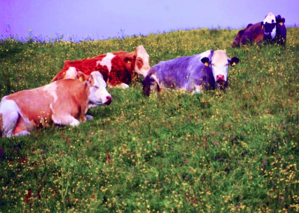 2016-07-14_Animal_Simmental Cattle ��������ţ-20001.JPG