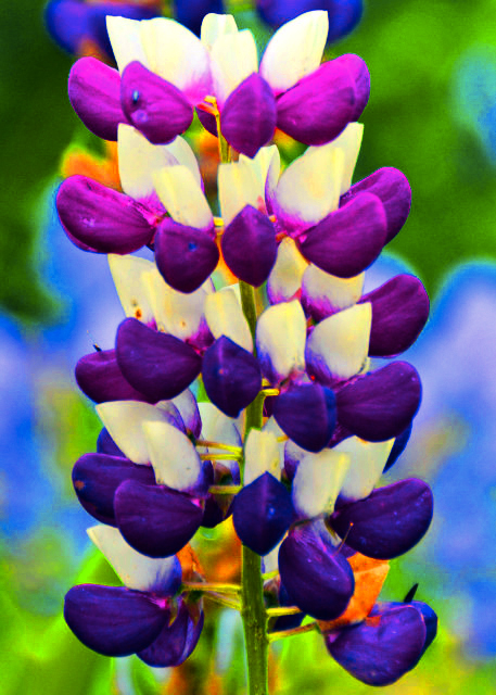 2016-07-15_Flower_Lavender ޹�²�-120001.JPG