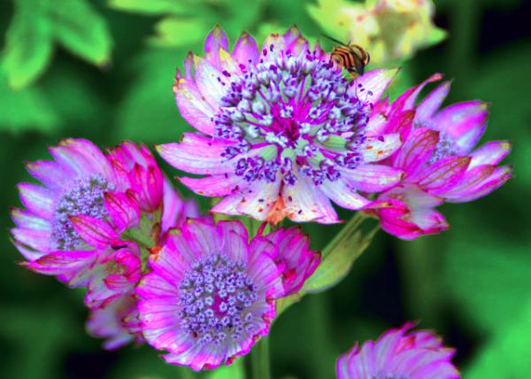 2016-07-15_Flower_Greatmasterwort ������-40001.JPG