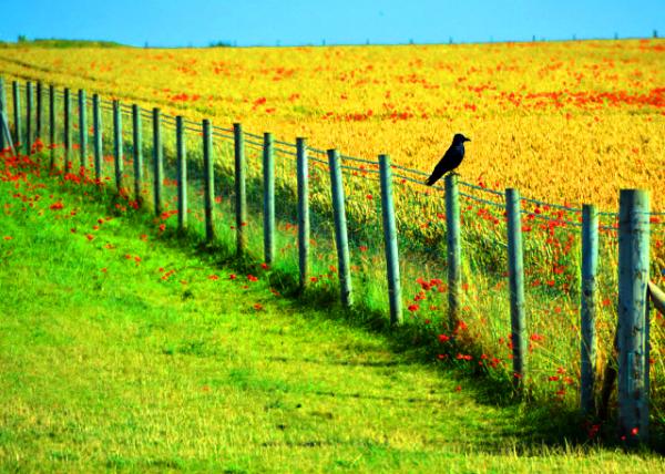2016-07-19_Stonehenge_Salisbury Plain �����Ȳ���ƽԭ-10001.JPG