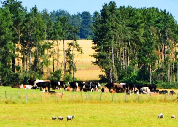 2016-07-19_Wiltshire_Cattle Reared in the Prairies ����������ţȺ0001.JPG
