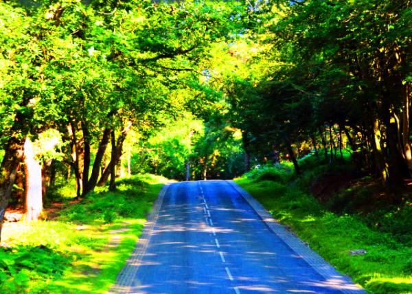 2016-07-19_New Forest_A Royal Forest ��ɭ�ֹ��ҹ�԰���ʼ���¹��-10001.JPG