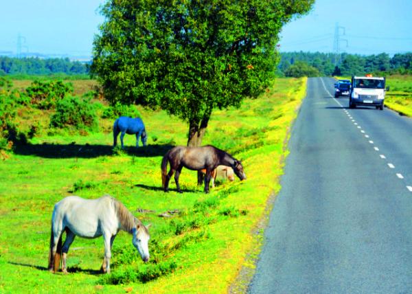 2016-07-19_New Forest_Gazing @ Cars ���ӹ�������-50001.JPG