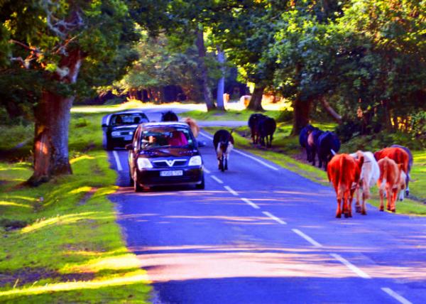 2016-07-19_New Forest_Roaming through Beech Trees ����ɽë�����-40001.JPG