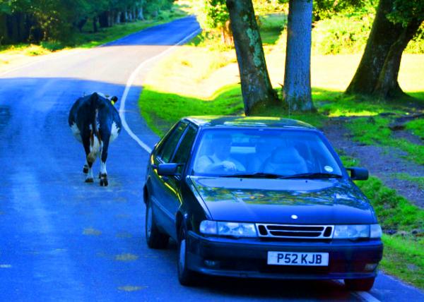 2016-07-19_New Forest_Walking against Traffic ����-30001.JPG